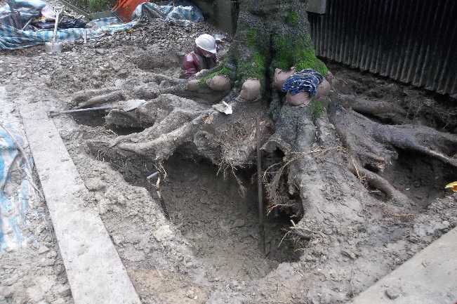 樹木外科手術清創修復作業照片