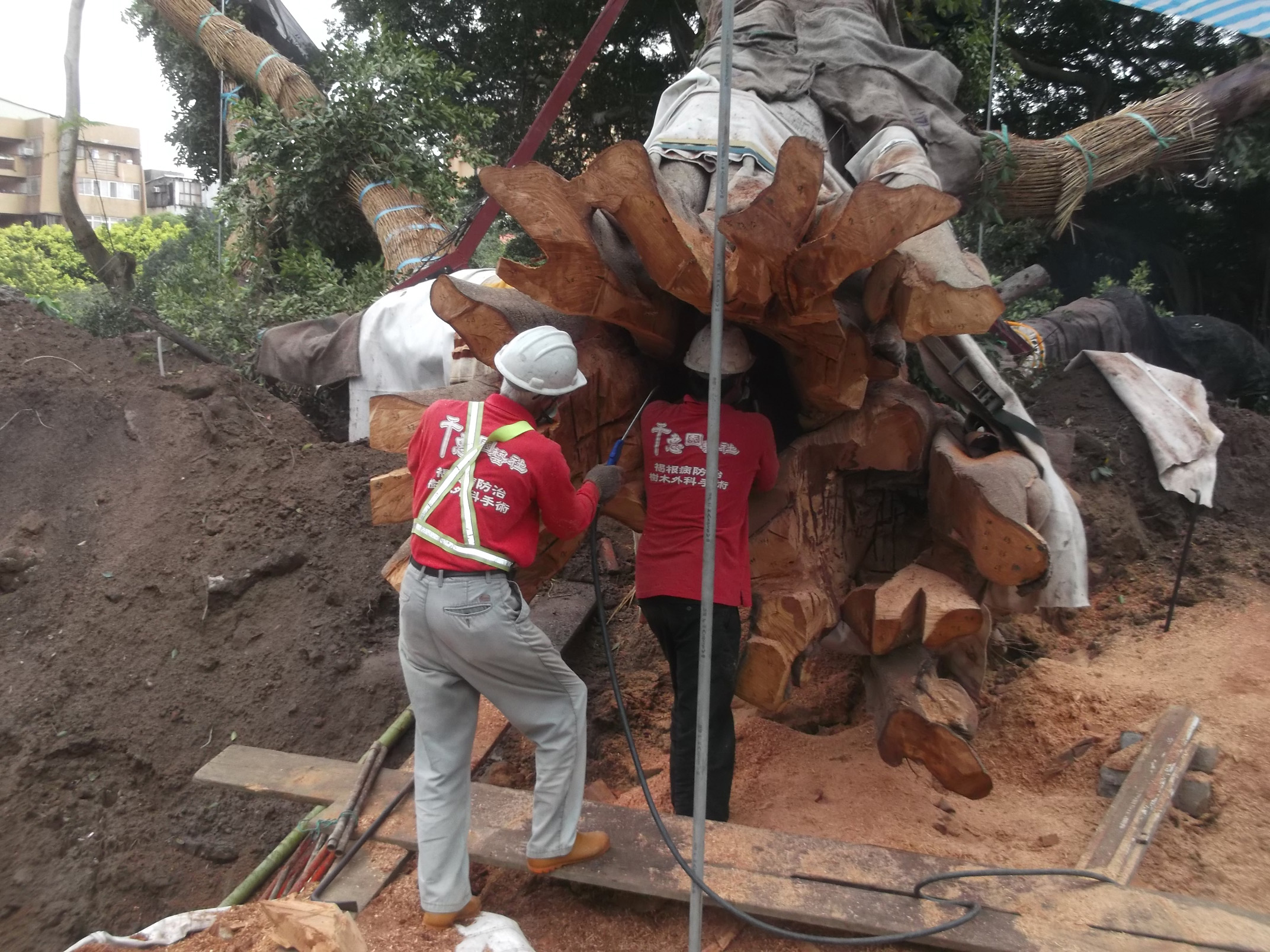 樹木外科手術成果與後續養護照片