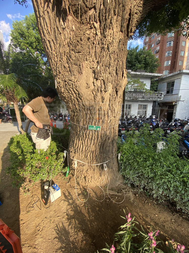 樹木結構安全分析