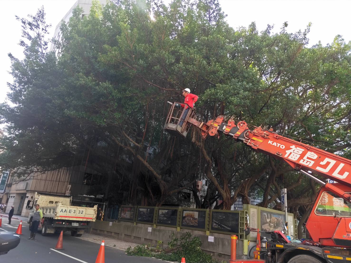 樹木修剪作業與樹勢整理