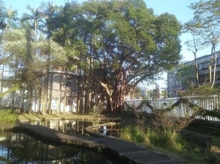 樹木修剪後的景觀與安全維護