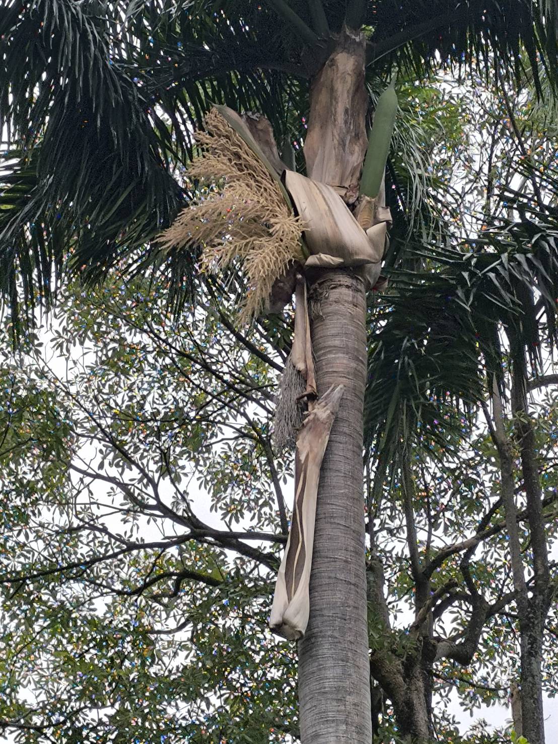 樹木風險徵兆與現場狀況照片2