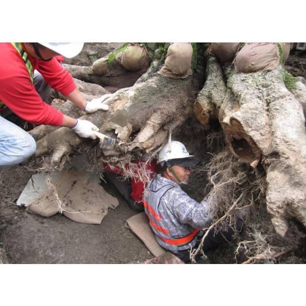 麗水松園朴樹外科手術