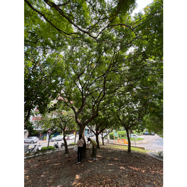 新北市體育局_泰山園區_樹木健檢