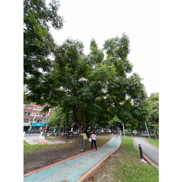 新北市體育局_泰山園區_樹木健檢