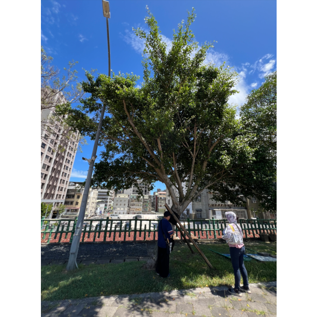 新北市體育局_泰山園區_樹木健檢