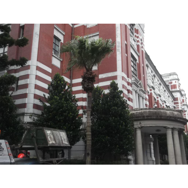 總統府樹木修剪