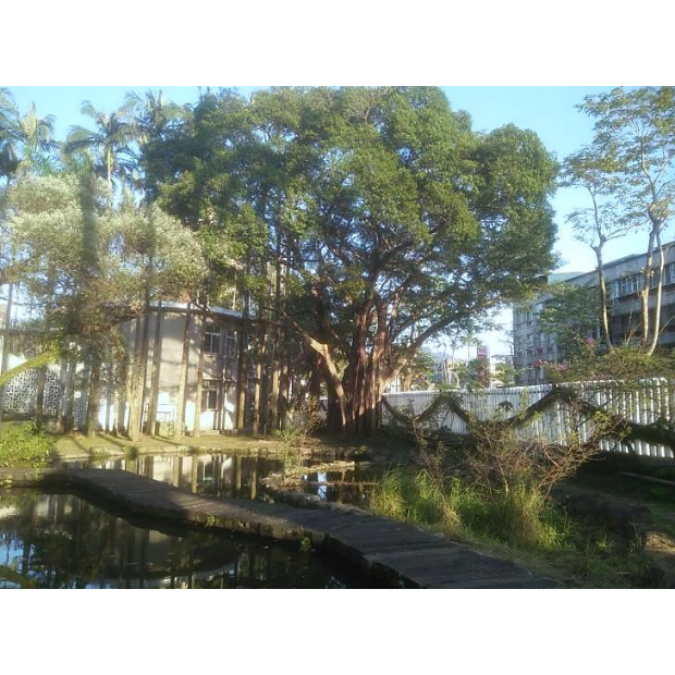 景美女中受保護樹木修剪