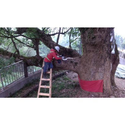 南投縣政府樹木外科