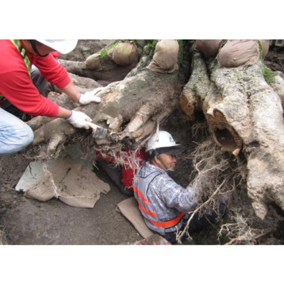 麗水松園朴樹外科手術