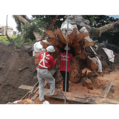 受保護榕樹褐根病褐根病防治、外科及移植