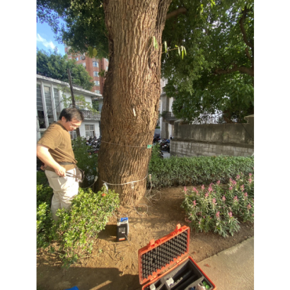 振興醫院樹木健診與風險評估應力波