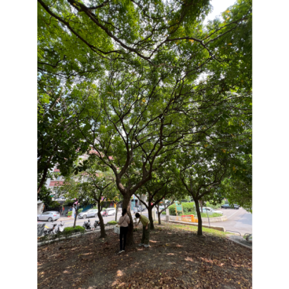 新北市體育局_泰山園區_樹木健檢