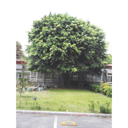 國立空中大學榕樹修剪