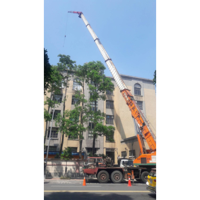 北一女露兜樹移植