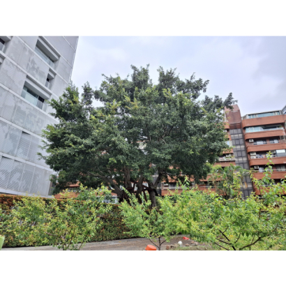 褐根病褐根病防治、外科及移植