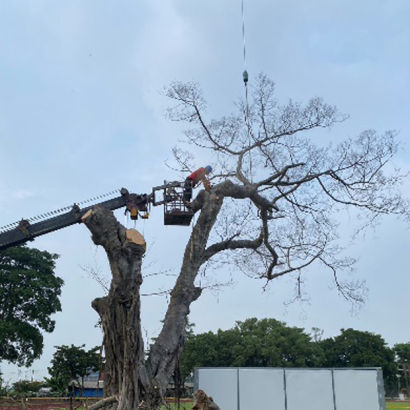 臺南市白河區玉豐國小褐根病防治